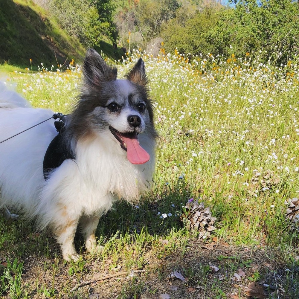 Meet your Posher, Juliana